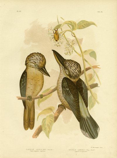 Martin pescatore dal petto fulvo, 1891 da Gracius Broinowski